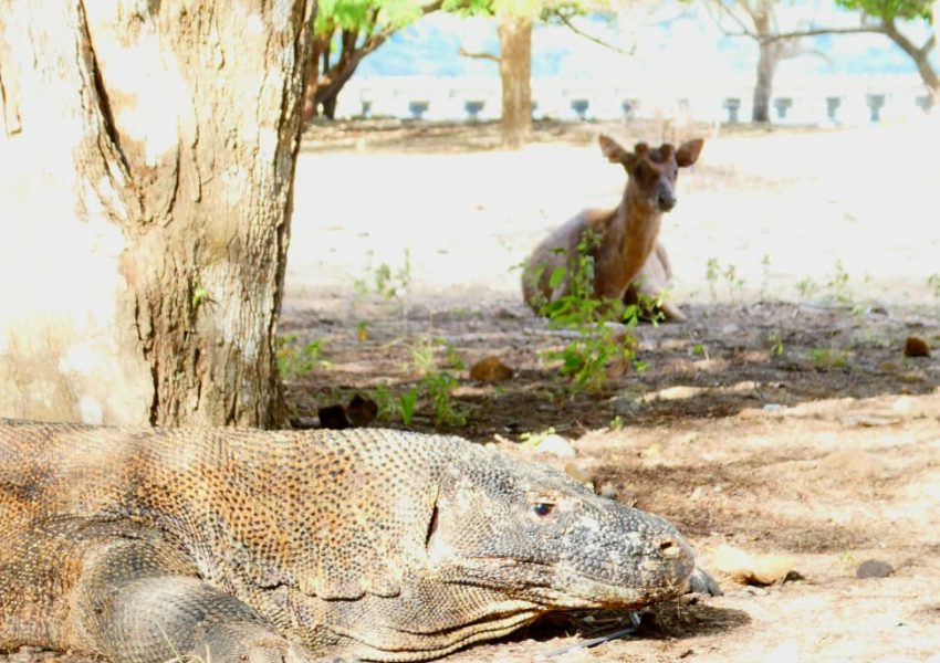Komodo Trip Sailing (4)