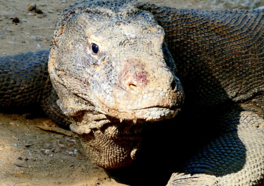 Komodo Trip Sailing (5)