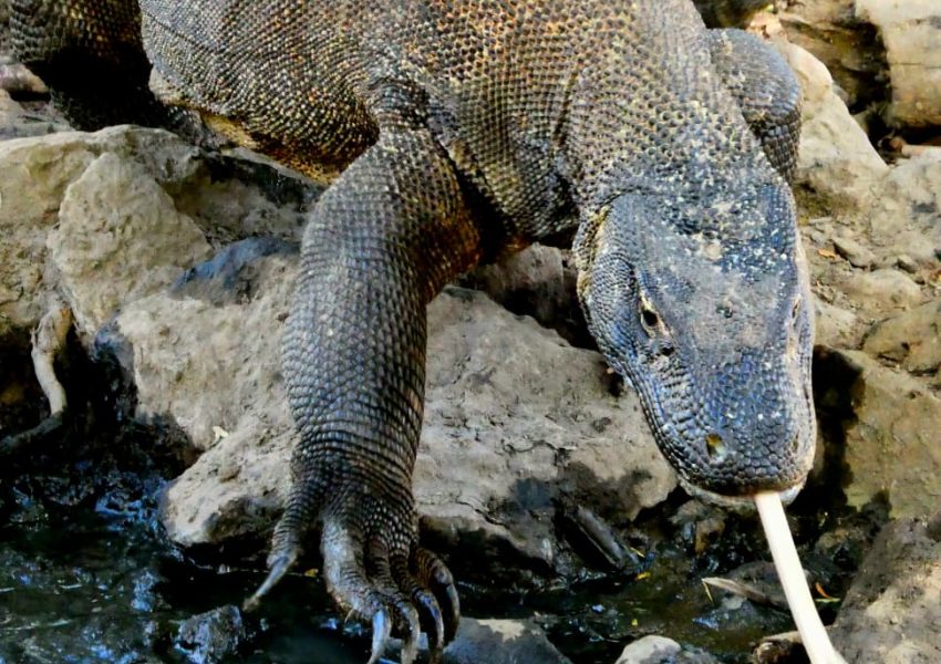 Komodo Trip Sailing (6)