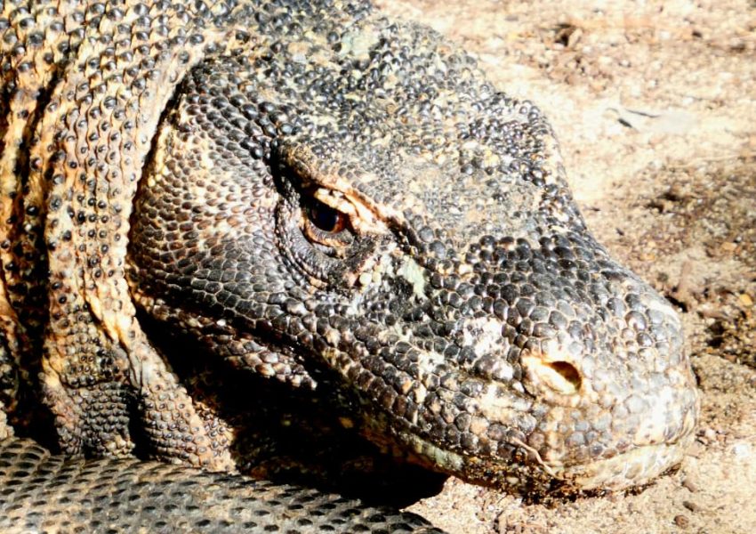 Komodo Trip Sailing (7)