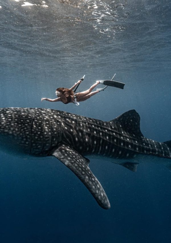 advanced-best-place-to-swim-with-whale-sharks