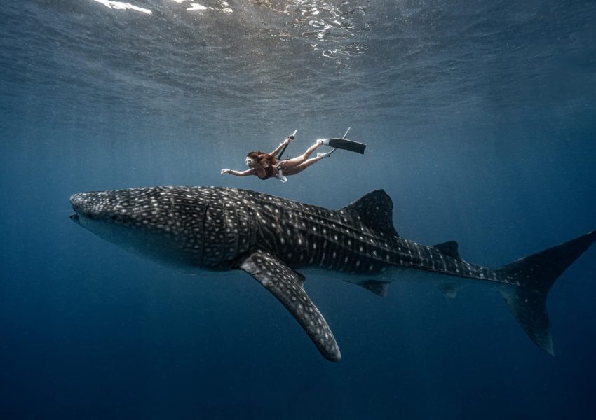 advanced-best-place-to-swim-with-whale-sharks
