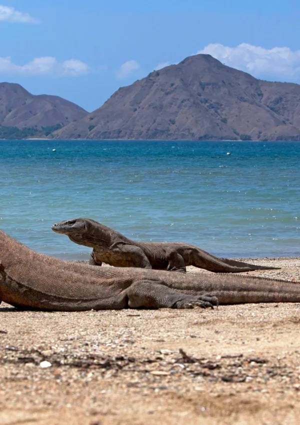 komodotripsaling - Komodo Island