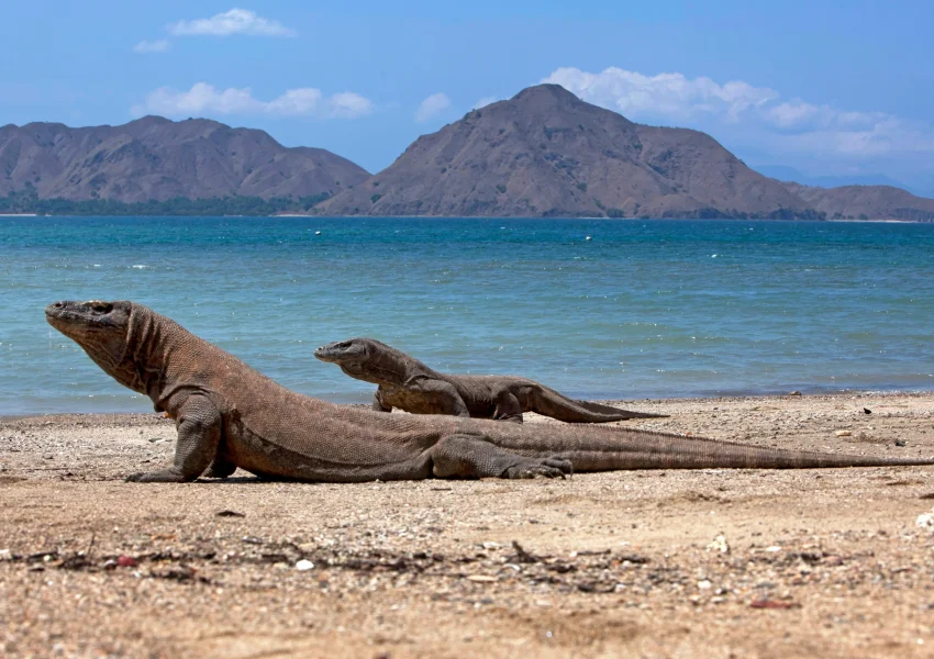 komodotripsaling - Komodo Island